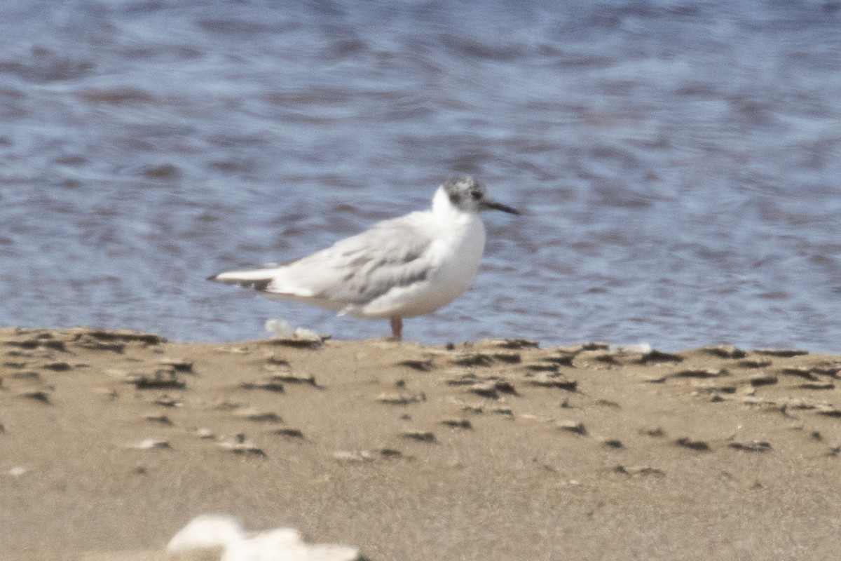 Bonaparte's Gull - ML618113287