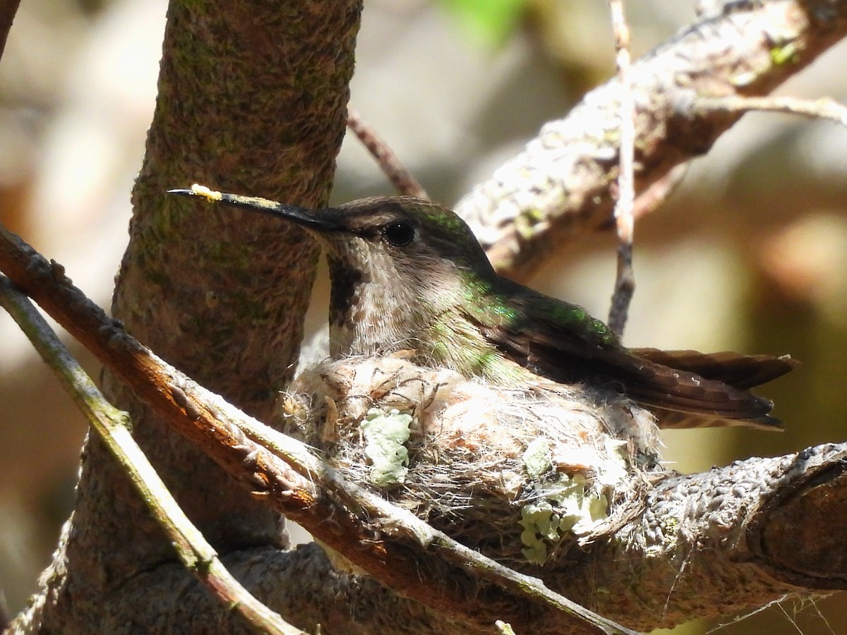 Black-chinned Hummingbird - ML618113288