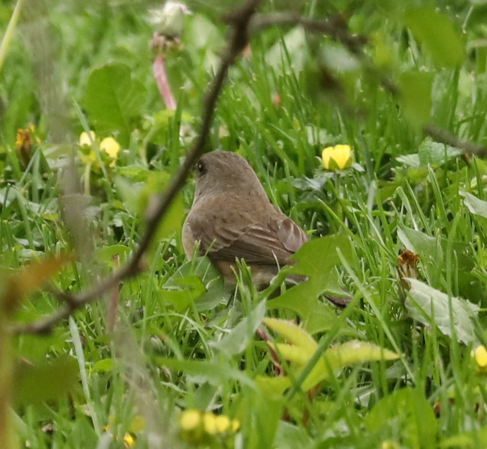 Dark-eyed Junco - Eric Ginsburg