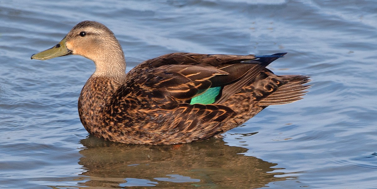 Mottled Duck - ML618113300