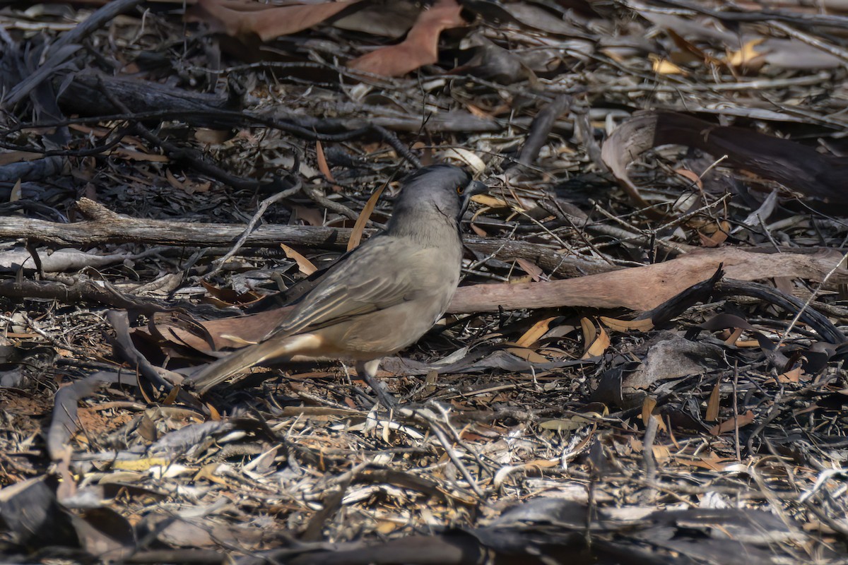 Crested Bellbird - ML618113323