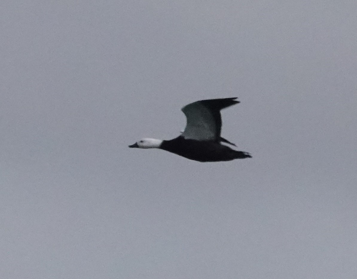 Paradise Shelduck - Peter Woodall