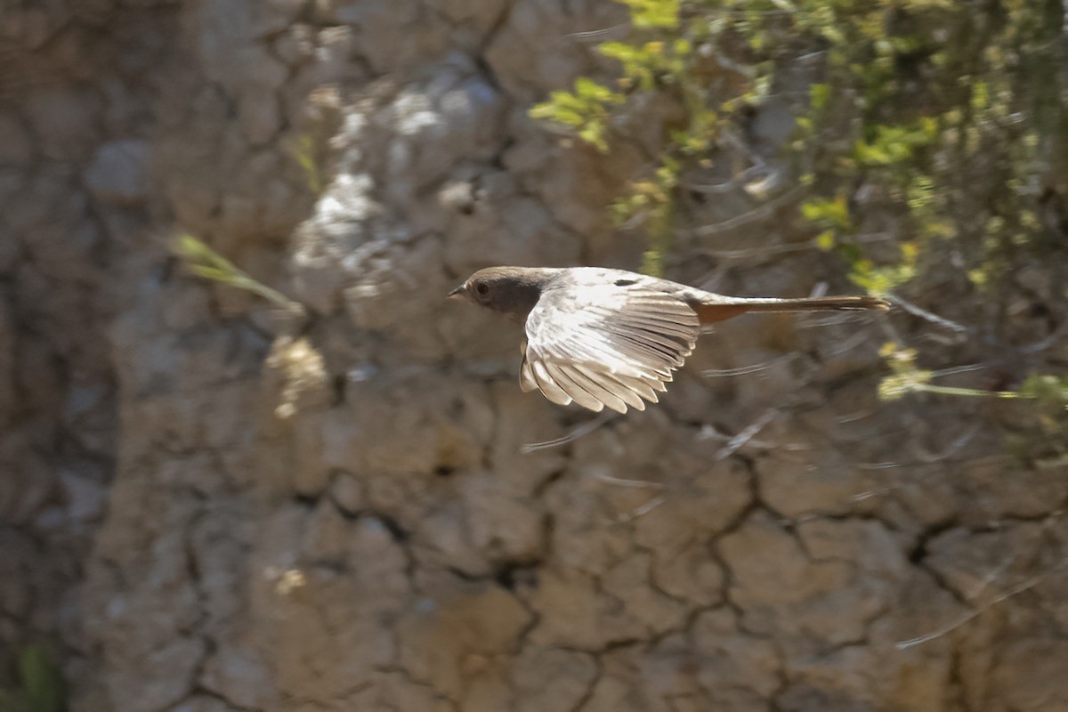 California Towhee - Ted Keyel