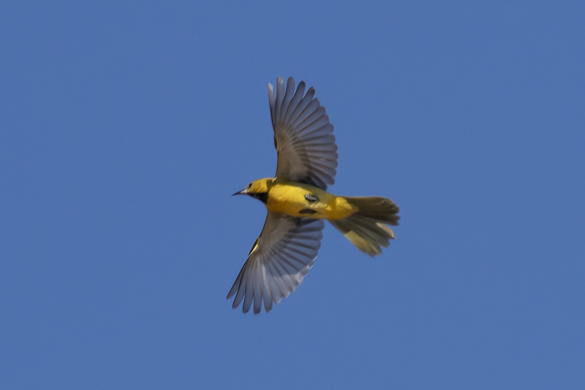 Hooded Oriole - Ted Keyel