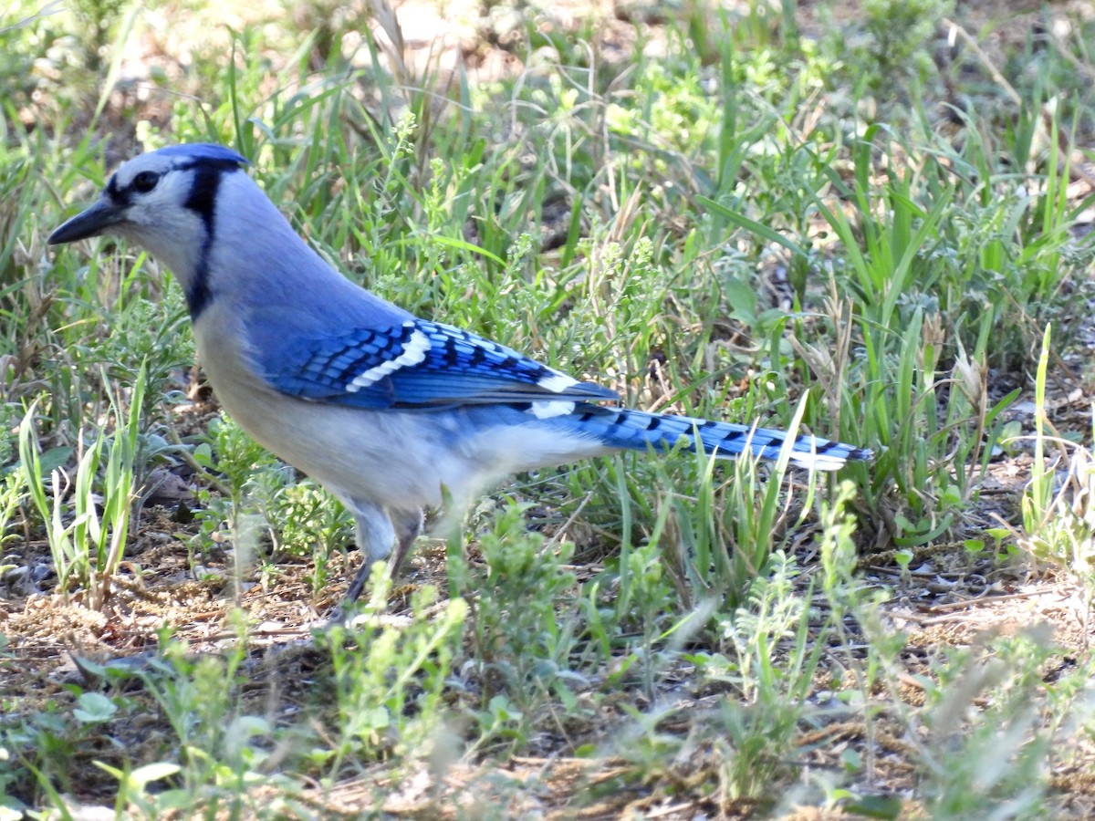 Blue Jay - Christopher Daniels