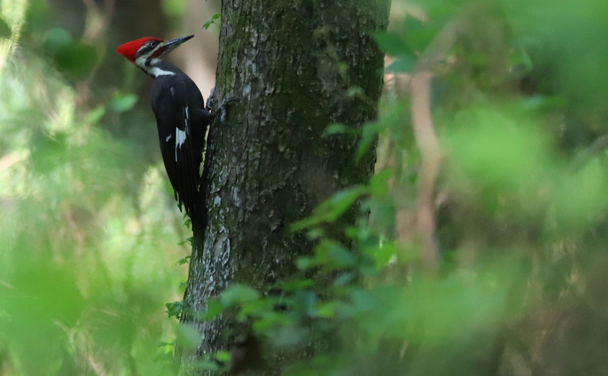 Pileated Woodpecker - ML618113381