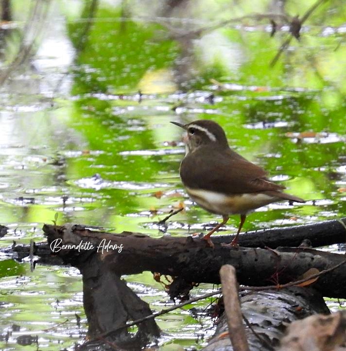 Louisiana Waterthrush - ML618113382