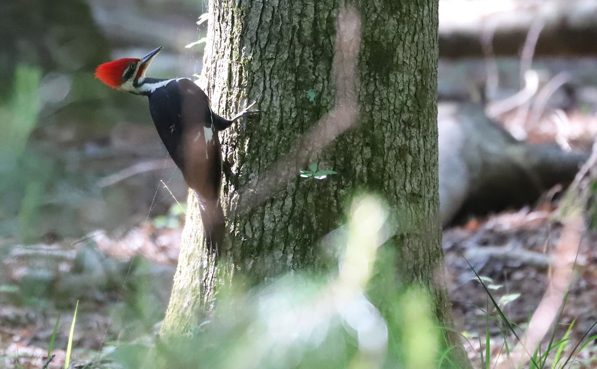 Pileated Woodpecker - ML618113385