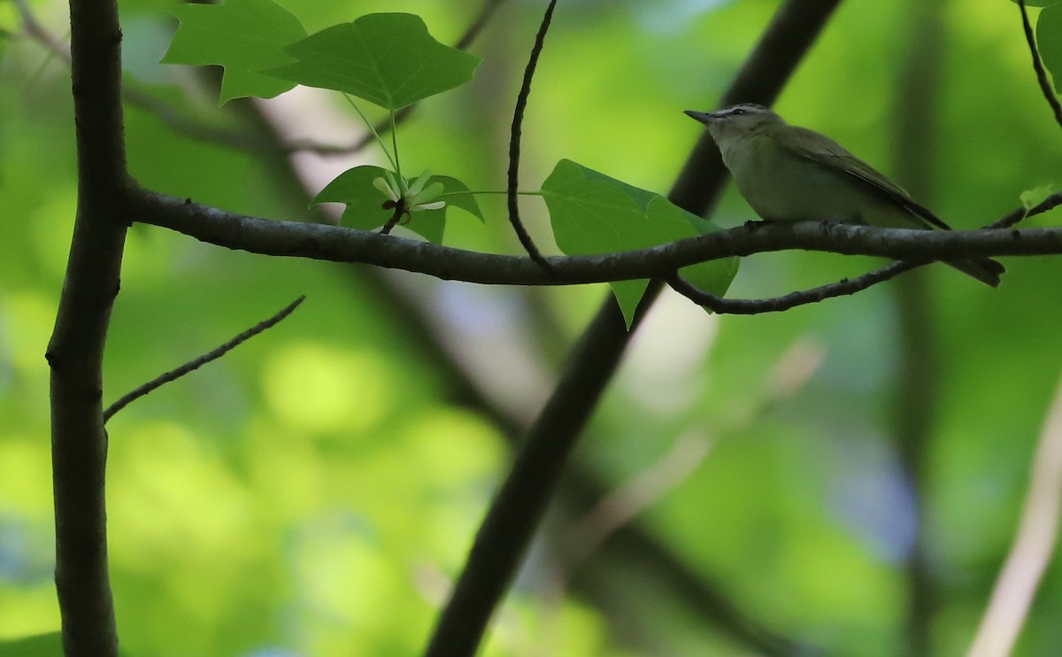 Red-eyed Vireo - ML618113401