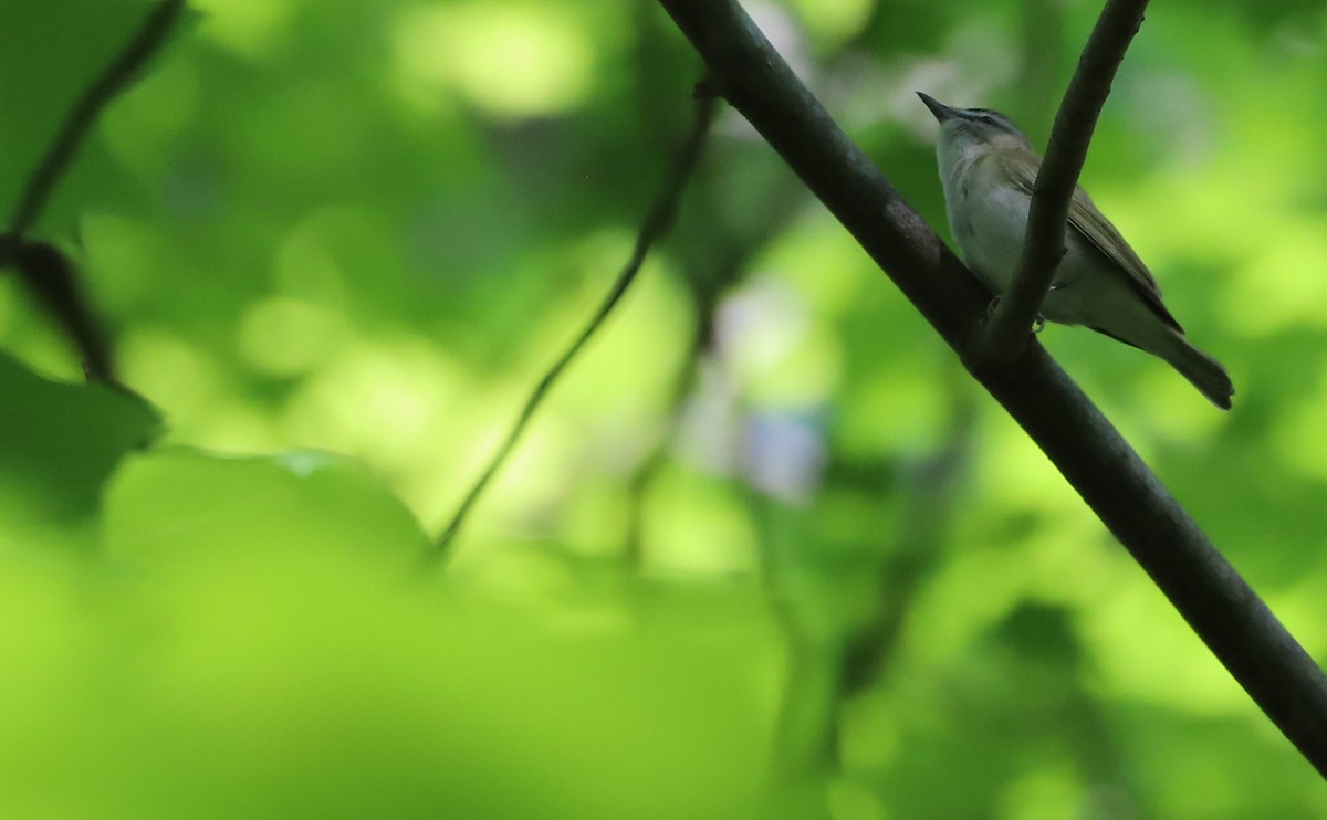 Red-eyed Vireo - ML618113410