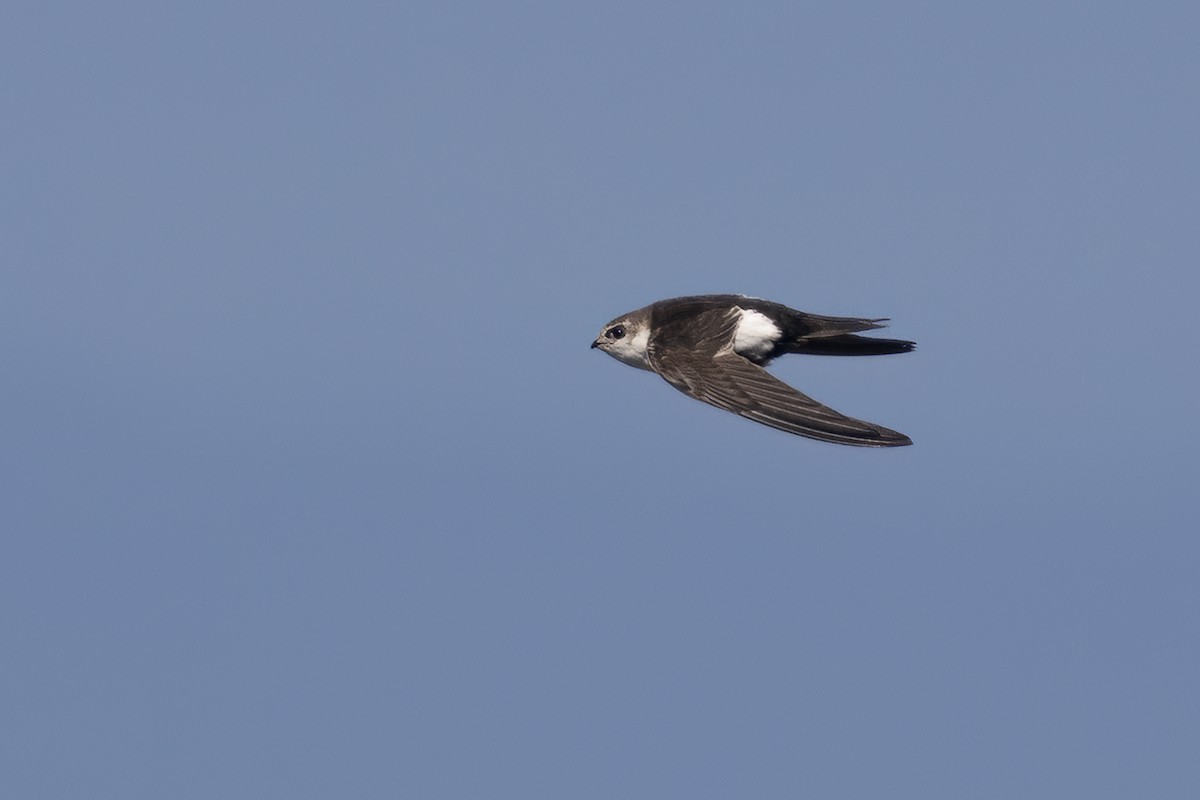 White-throated Swift - Ted Keyel