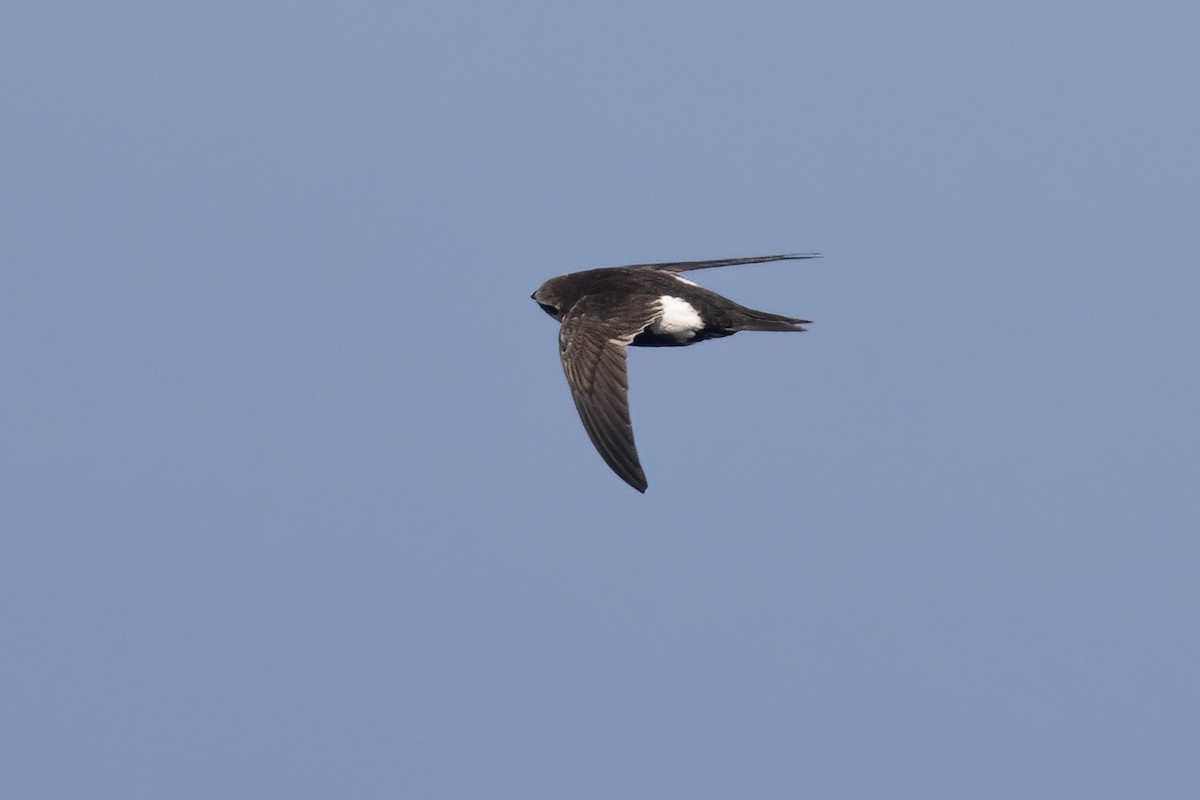 White-throated Swift - Ted Keyel