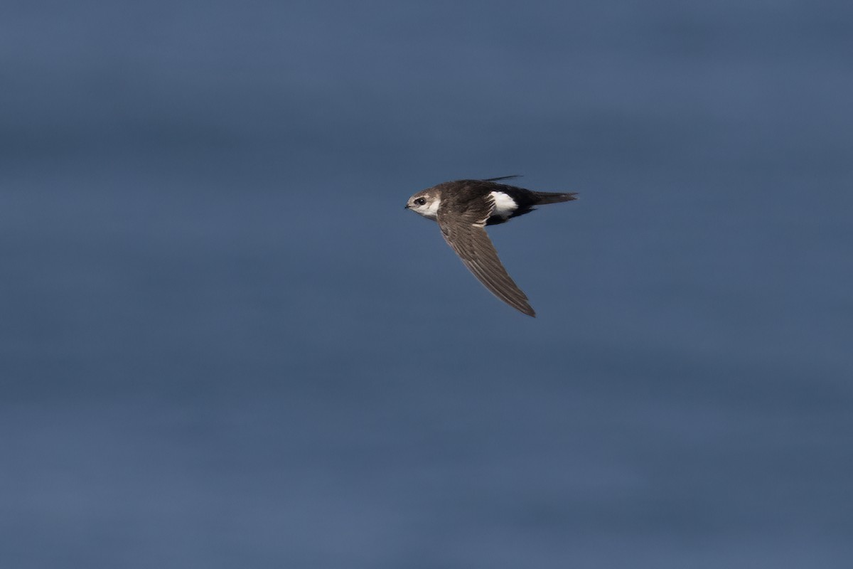 White-throated Swift - Ted Keyel