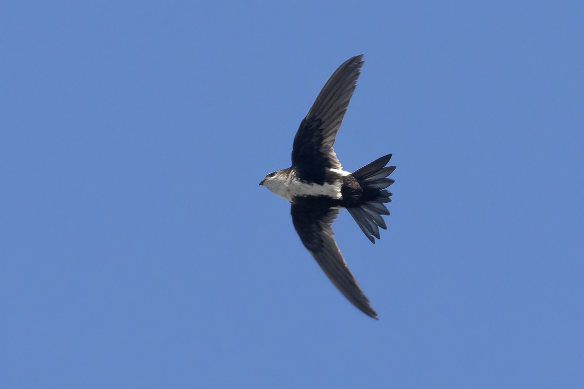 White-throated Swift - Ted Keyel