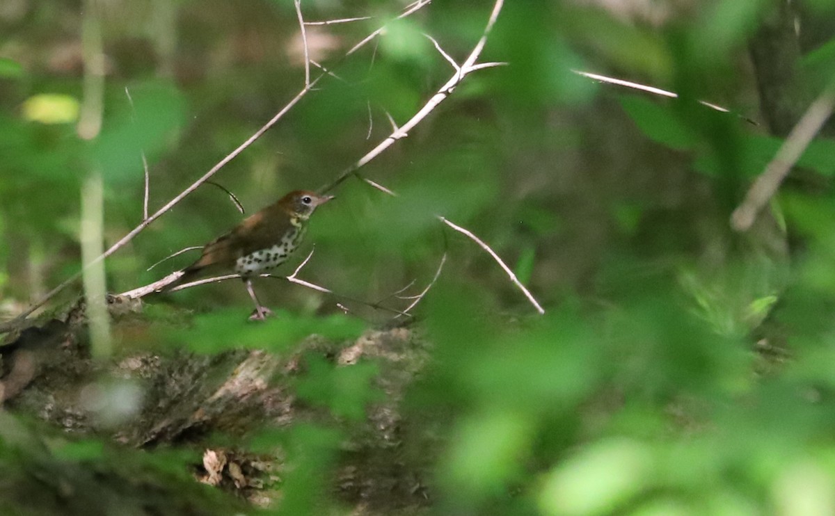 Wood Thrush - ML618113437