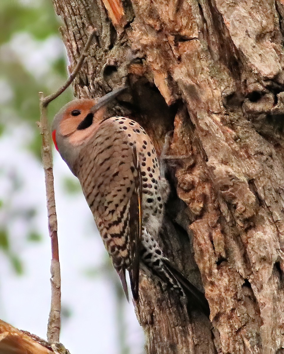 Northern Flicker (Yellow-shafted) - Nancy Howell