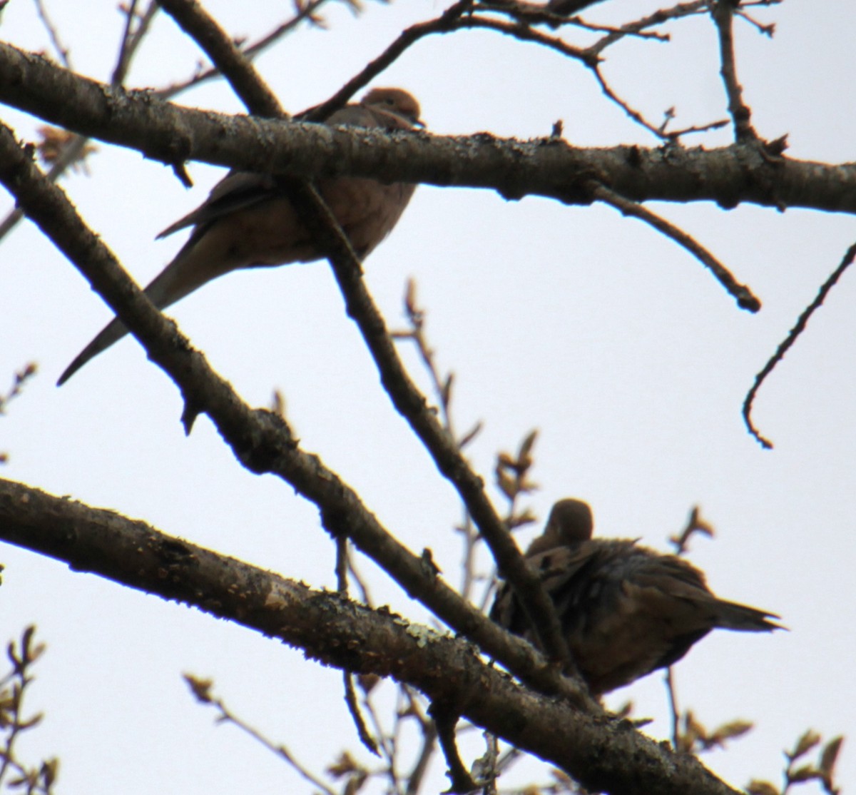 Mourning Dove - Samuel Harris