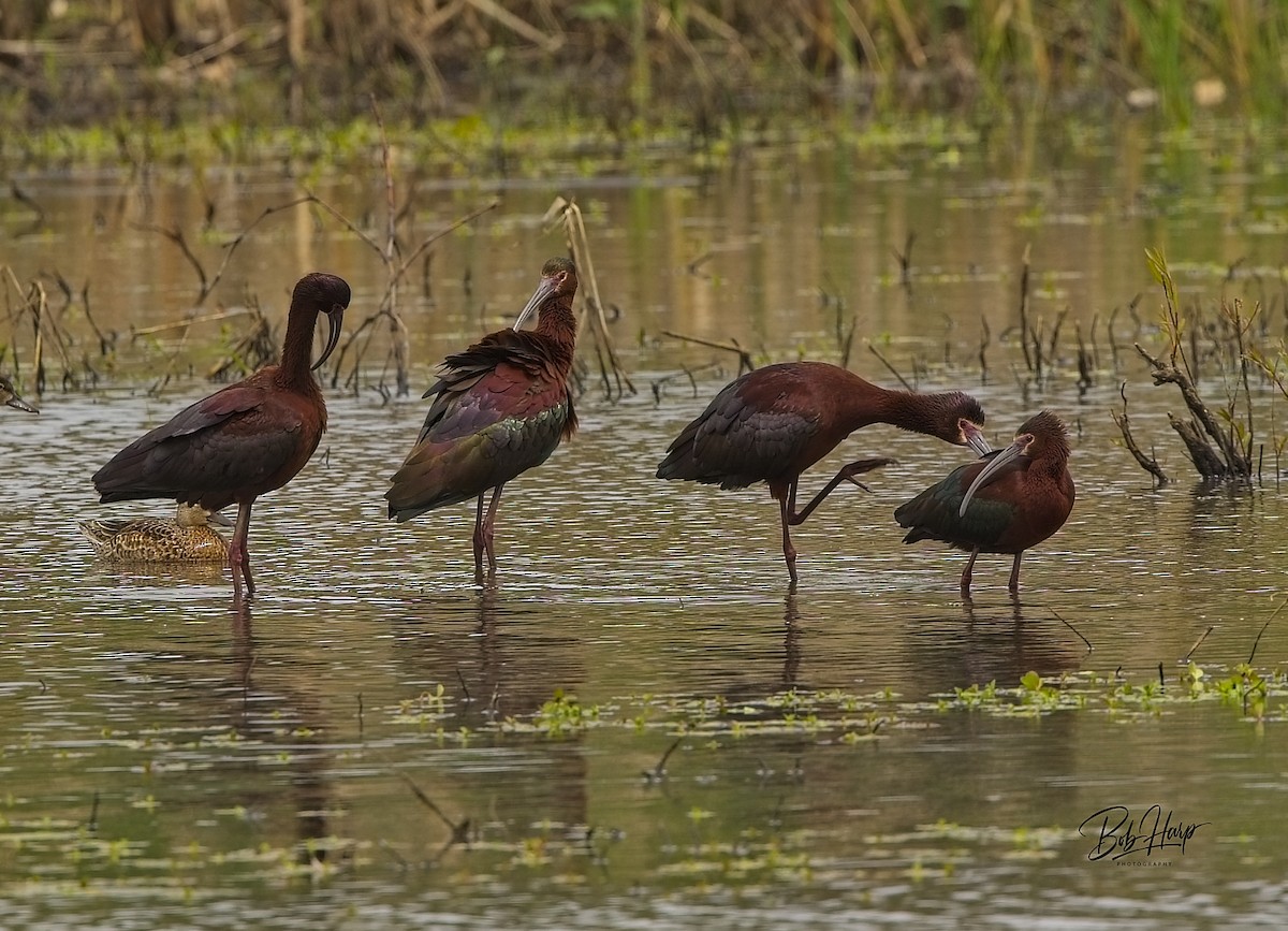 White-faced Ibis - Bob Harp