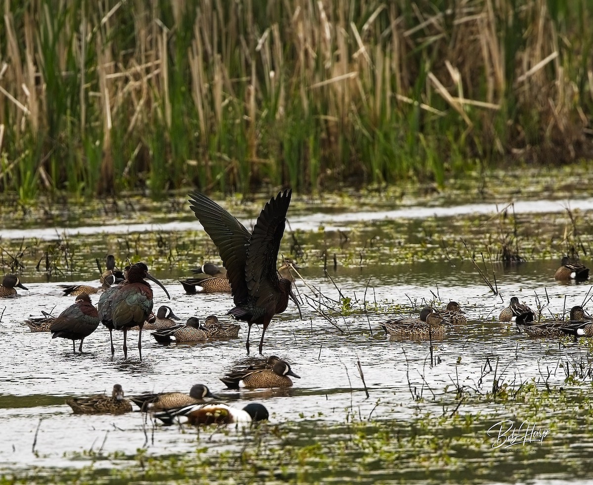 ibis americký - ML618113460