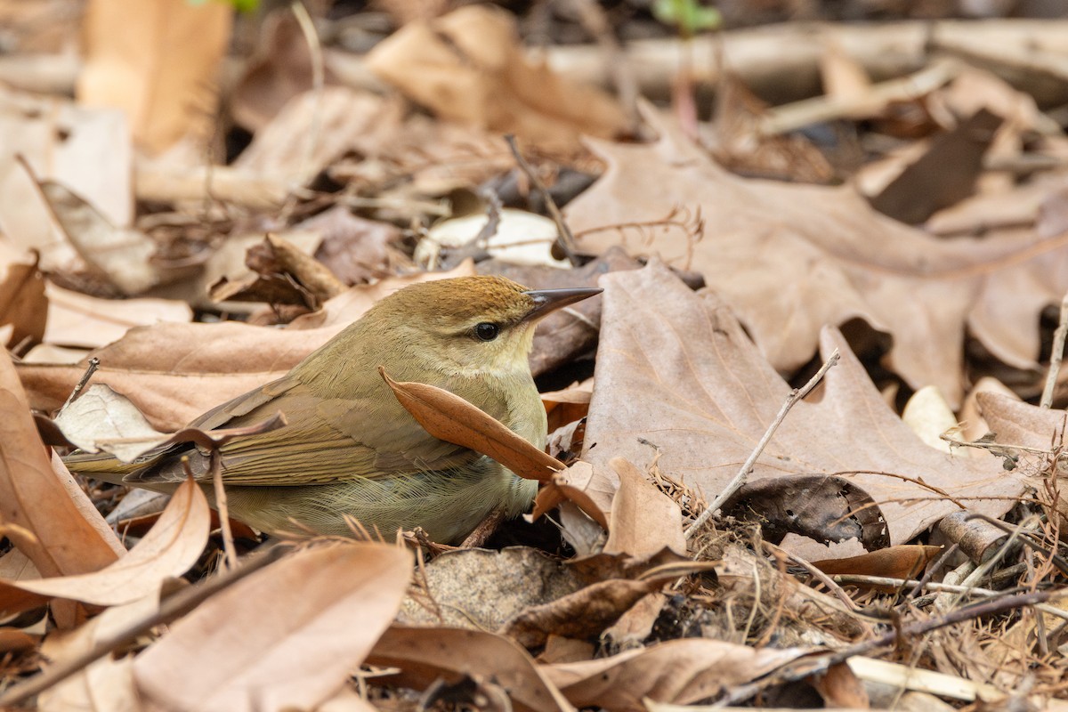 Swainson's Warbler - ML618113461