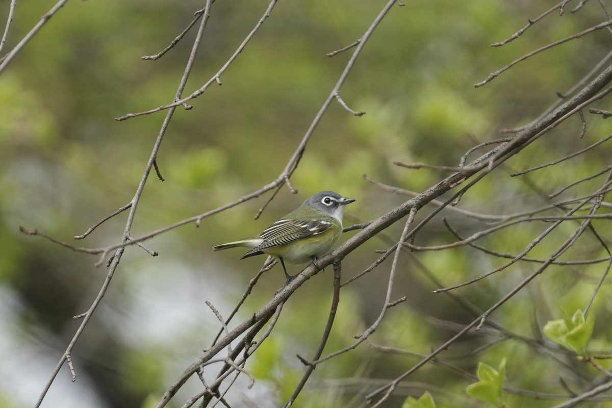 Blue-headed Vireo - ML618113486