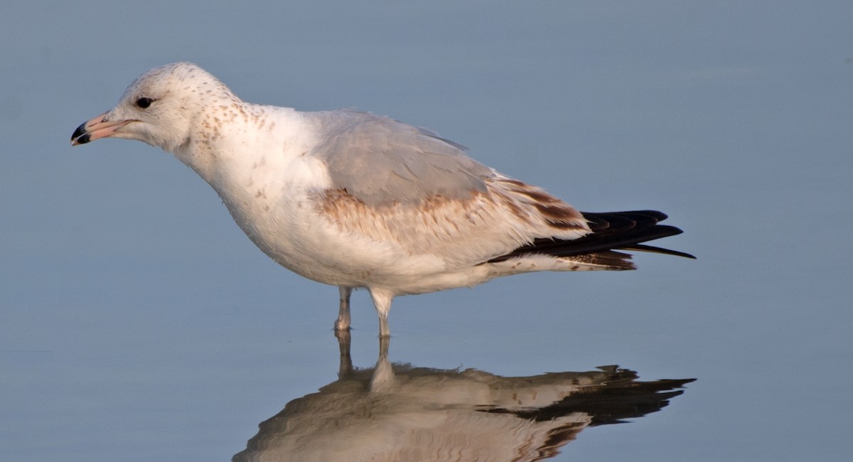 Ring-billed Gull - Kenneth Butler