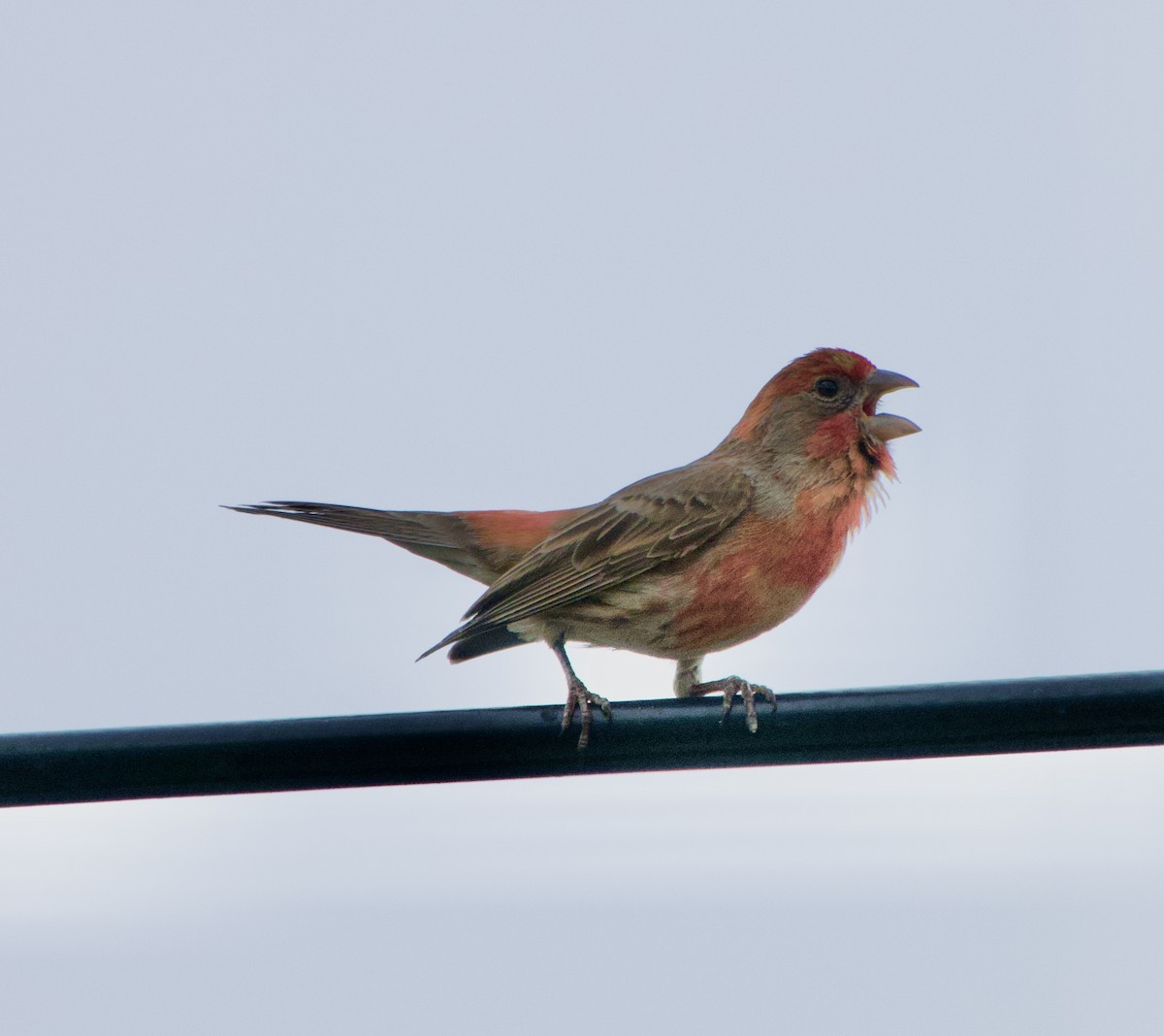 House Finch - Leslie Harris Jr