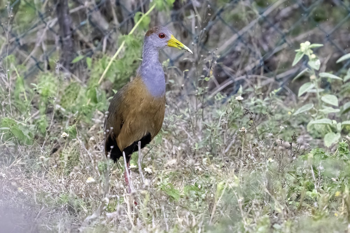 Russet-naped Wood-Rail - ML618113507