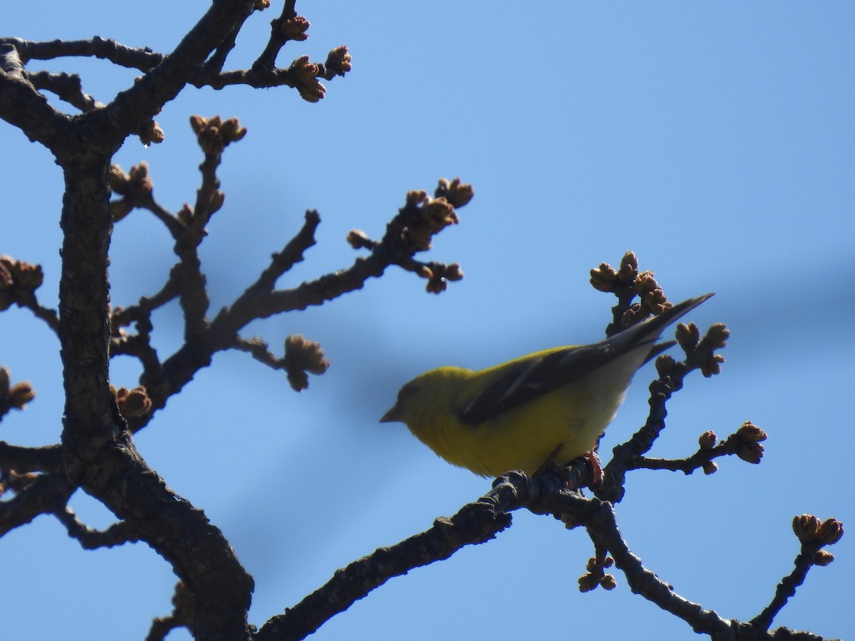 American Goldfinch - Sue Bernstein