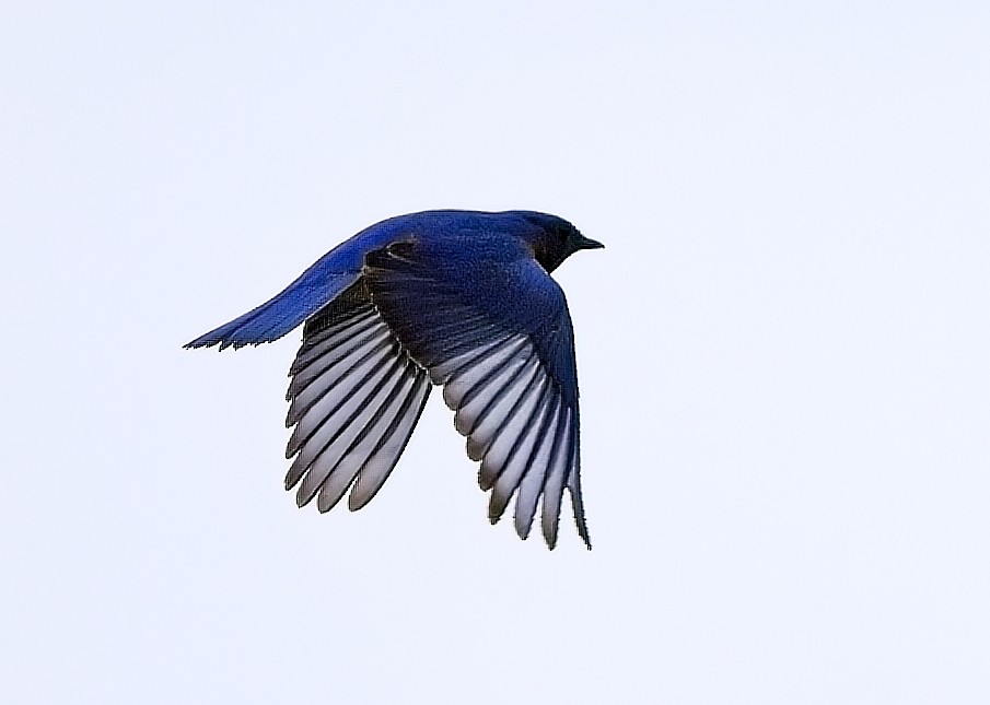 Eastern Bluebird - Bob Harp