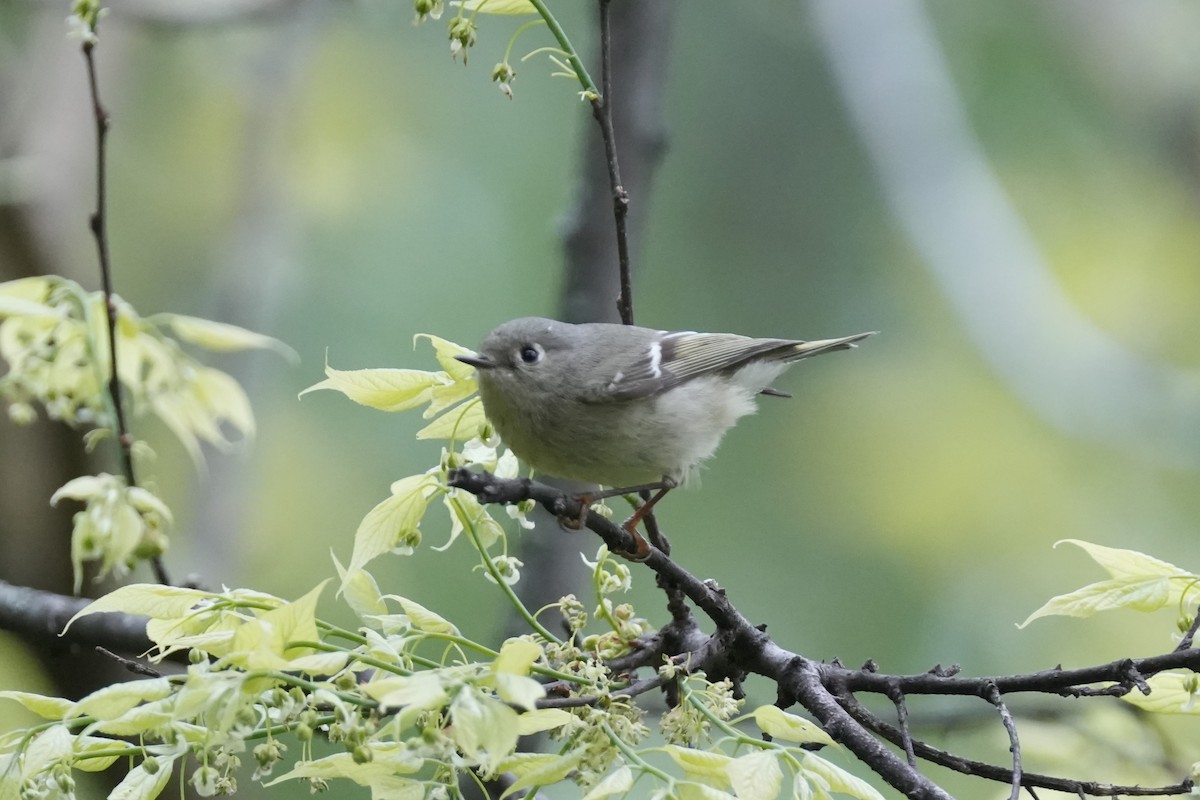 Ruby-crowned Kinglet - ML618113544