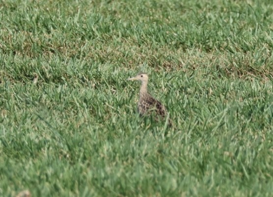 Upland Sandpiper - ML618113548