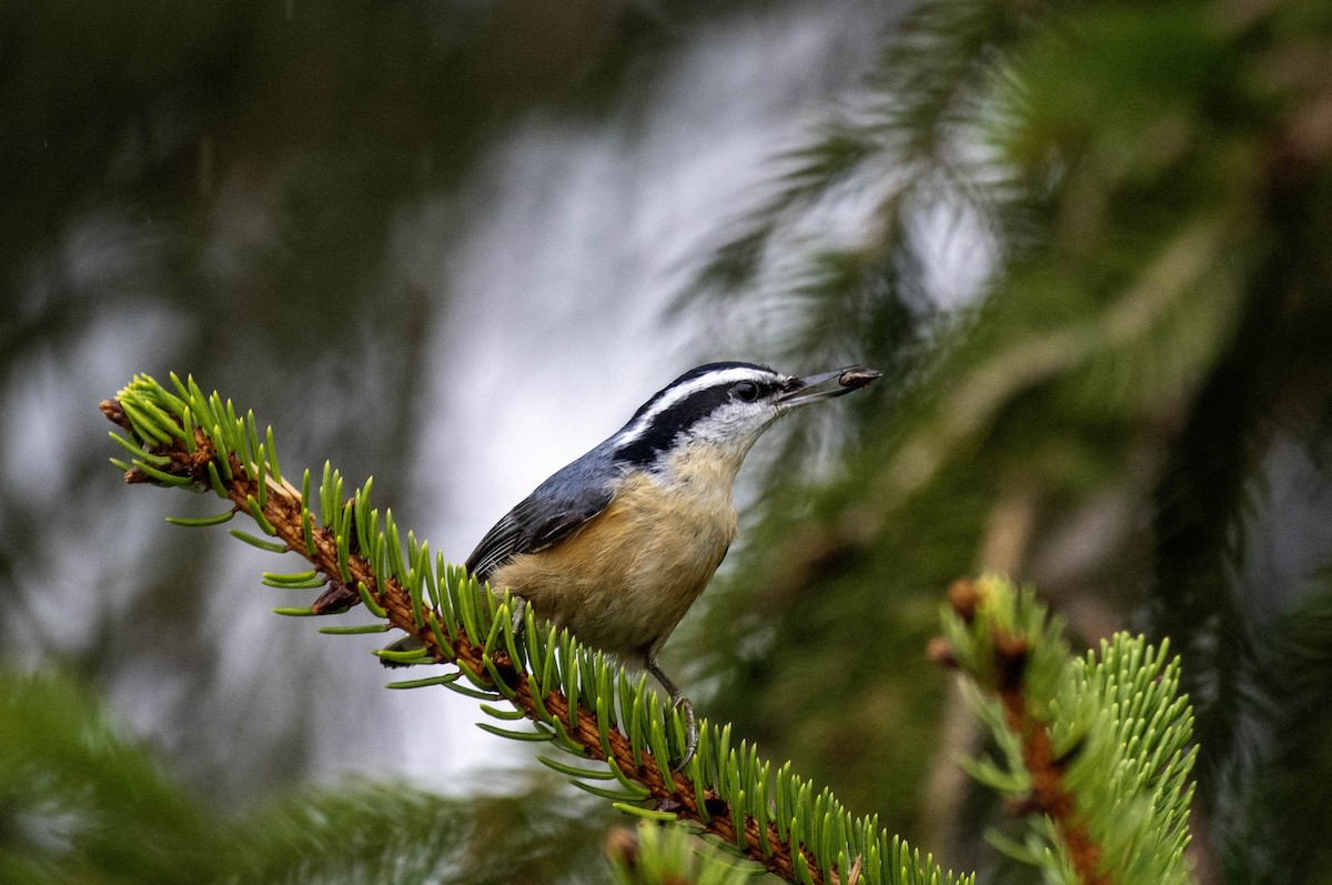 Red-breasted Nuthatch - Estela Quintero-Weldon