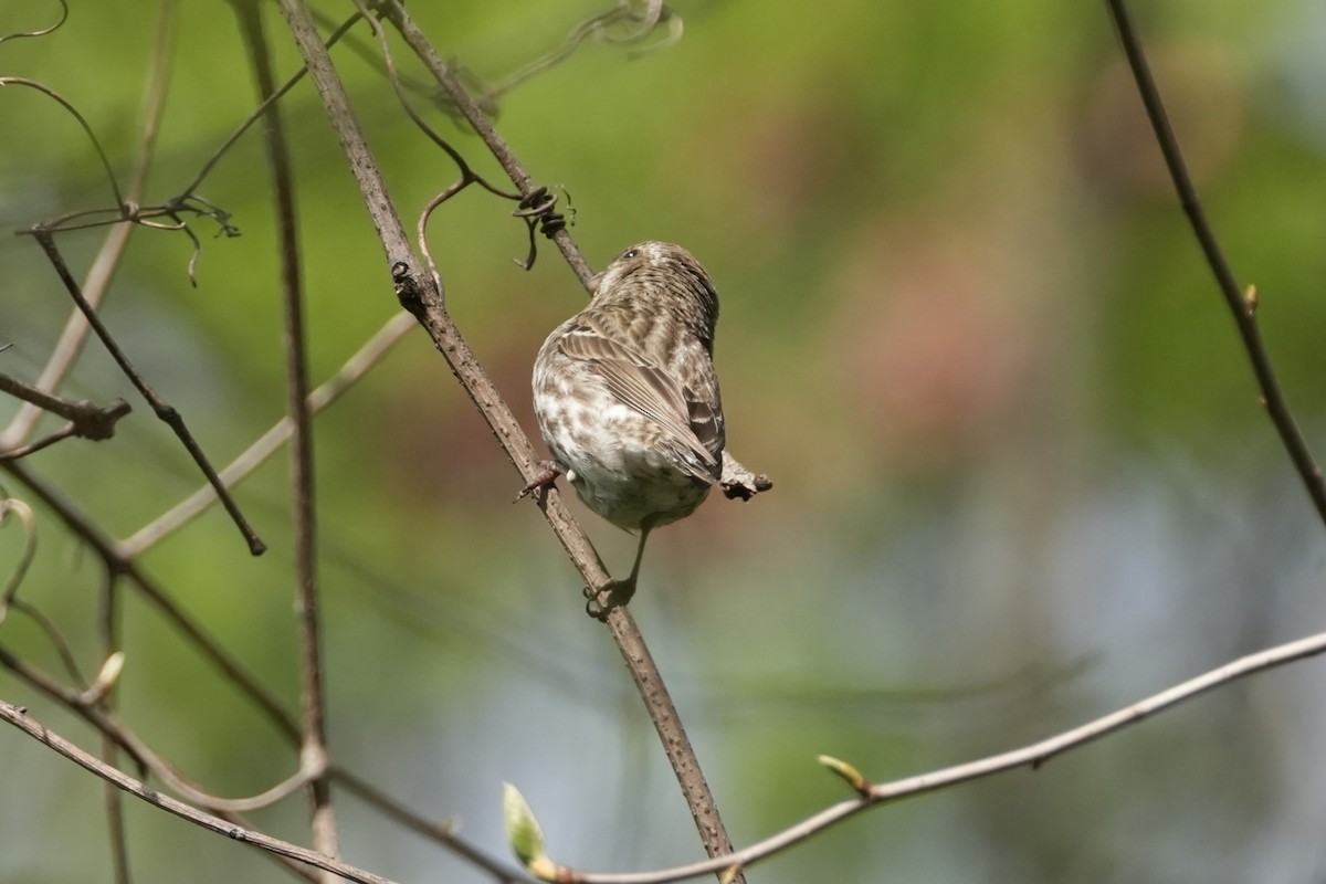 Purple Finch - ML618113582