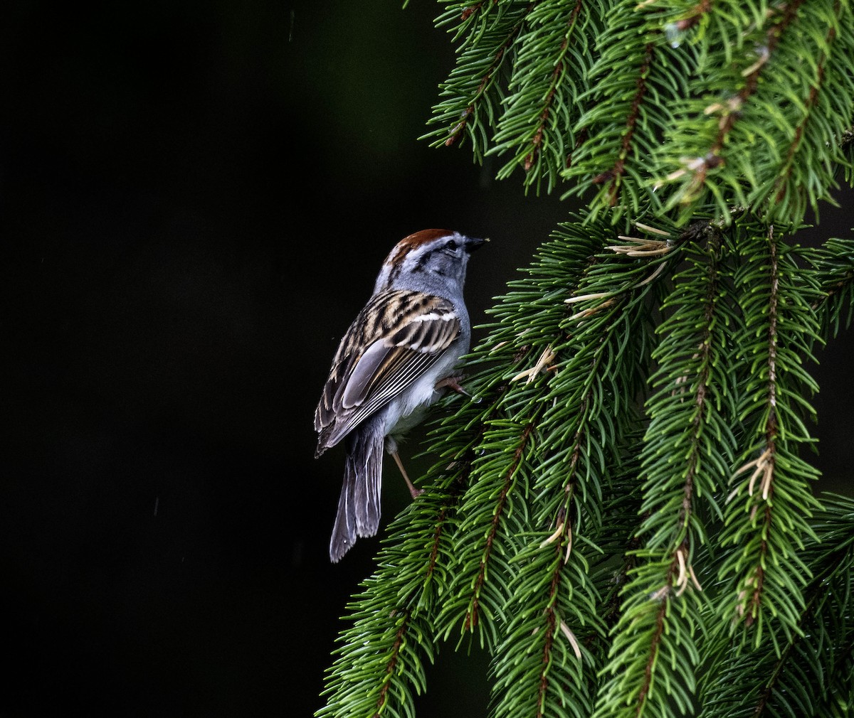 Chipping Sparrow - Estela Quintero-Weldon