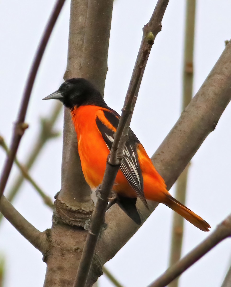 Baltimore Oriole - Nancy Howell