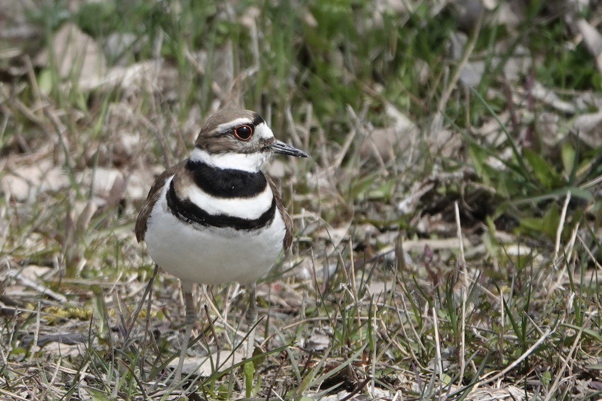 Killdeer - ML618113608