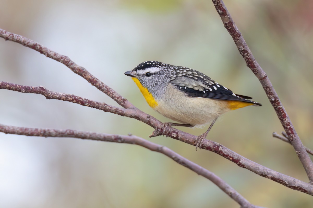 Spotted Pardalote - ML618113623