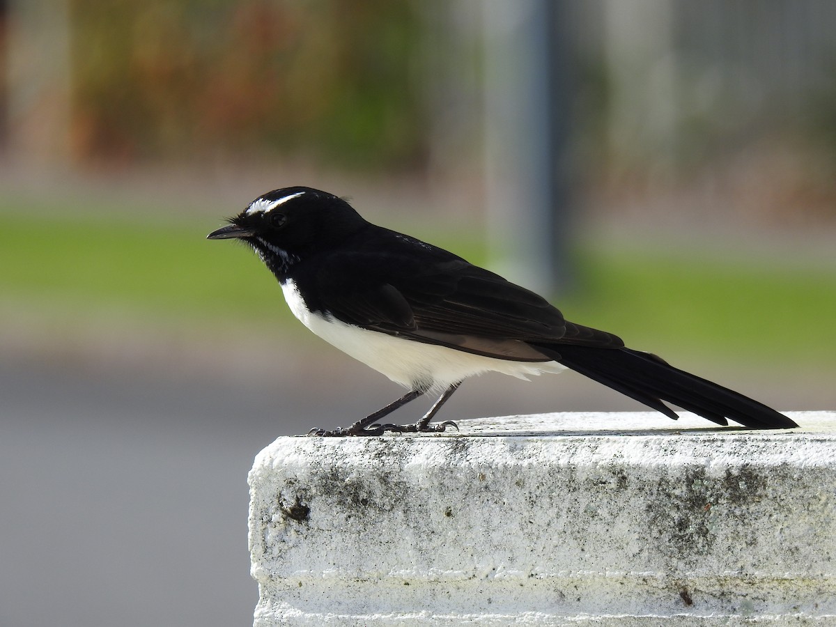 Willie-wagtail - Monica Mesch