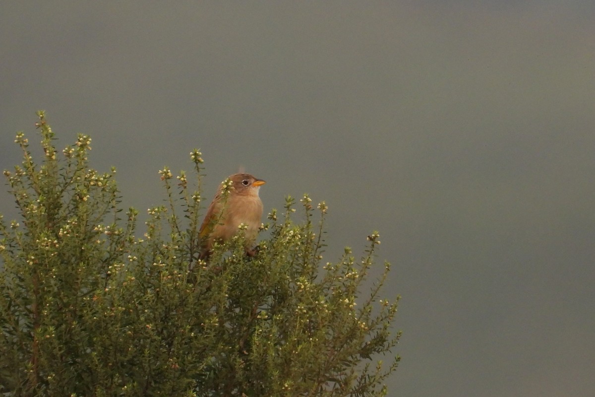 Wedge-tailed Grass-Finch - Maria Rosa Hernandez  Lopez