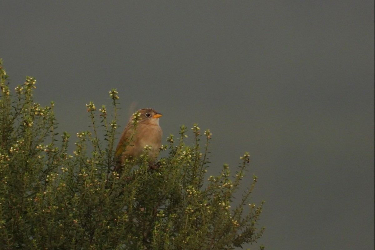 Wedge-tailed Grass-Finch - Maria Rosa Hernandez  Lopez