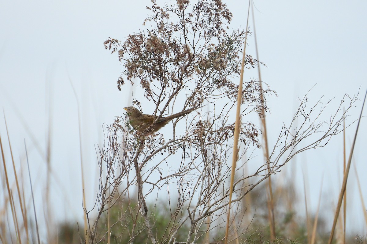 Wedge-tailed Grass-Finch - Maria Rosa Hernandez  Lopez