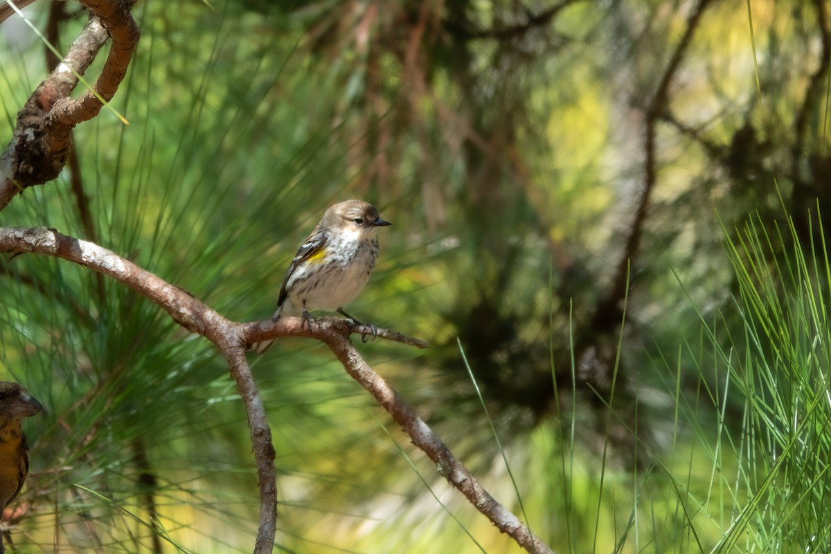 Yellow-rumped Warbler (Myrtle) - Forest Tomlinson