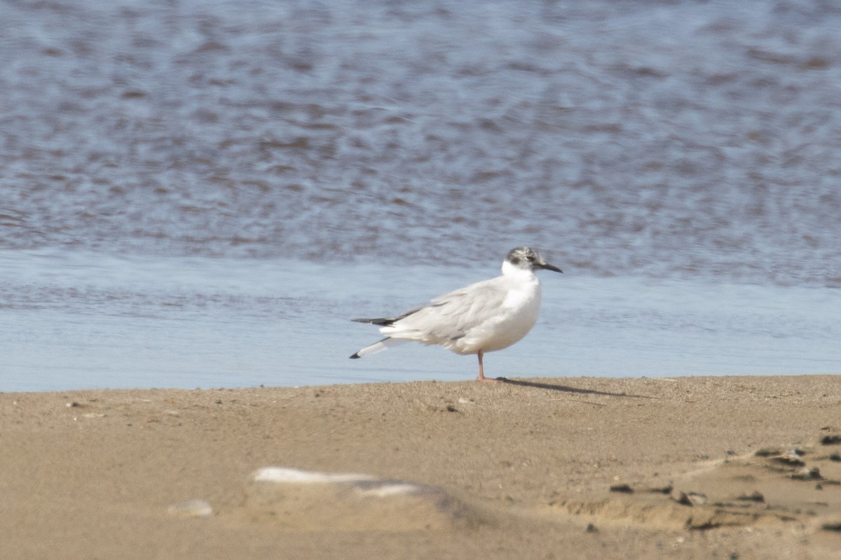 Mouette de Bonaparte - ML618113688