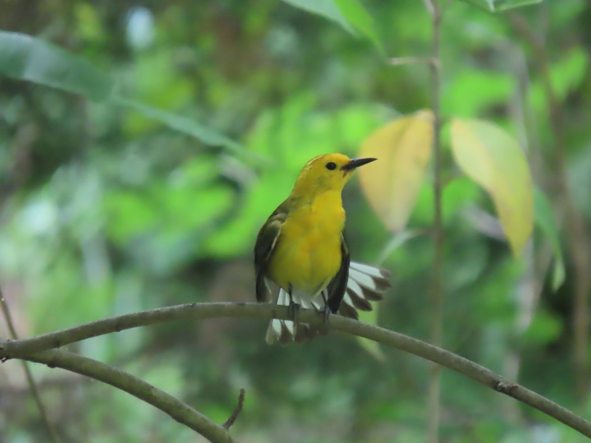 Prothonotary Warbler - ML618113701