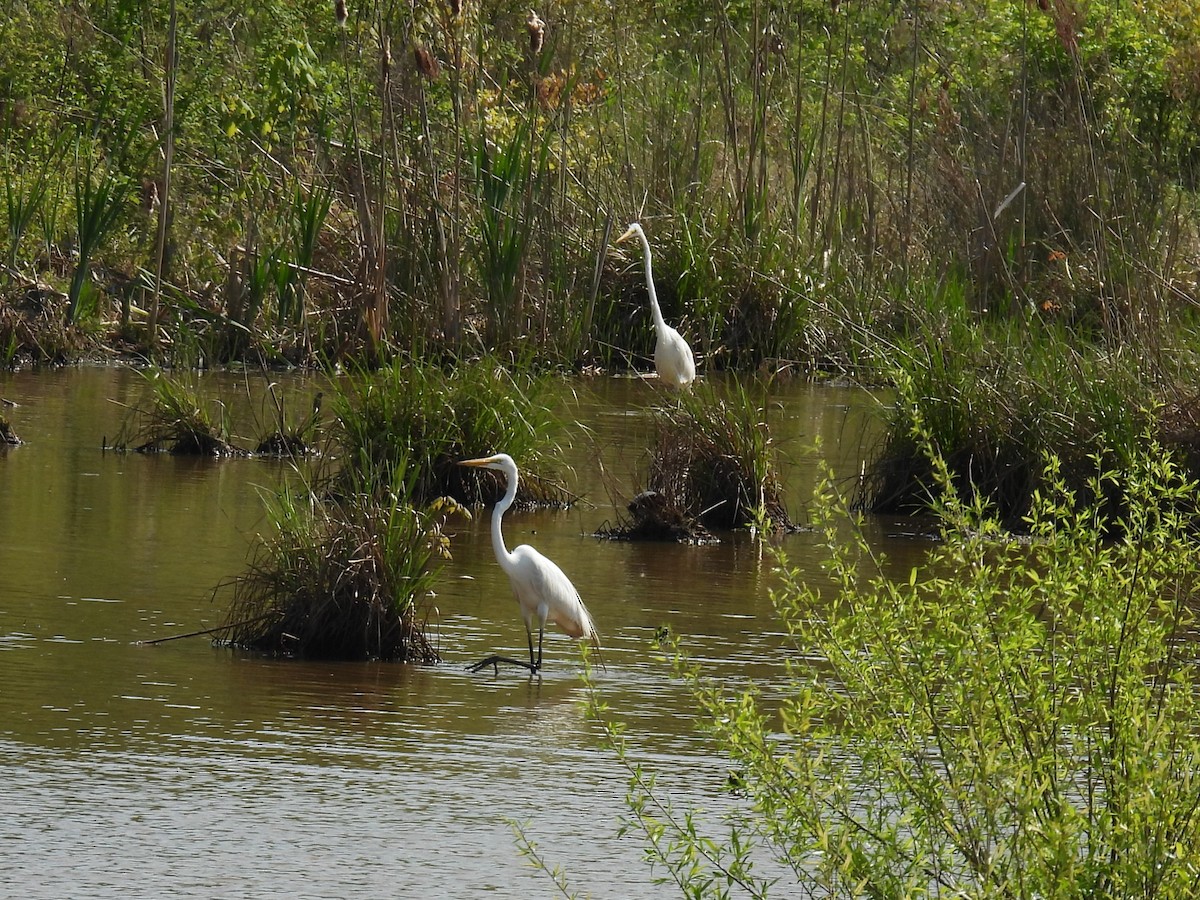 Great Egret - ML618113716