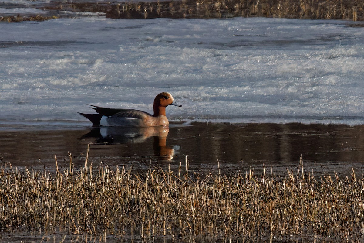 Eurasian Wigeon - ML618113741