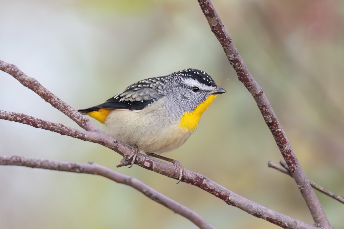 Spotted Pardalote - ML618113774