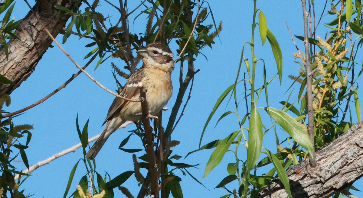 Black-headed Grosbeak - Lisa Manzi