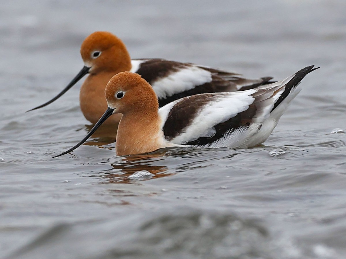 American Avocet - Claire Werner